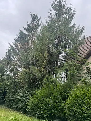 Aubert Élagage