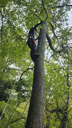 Mario Elagage - Expert en Élagage et Abattage d'Arbres À Valence et Dans la Drôme