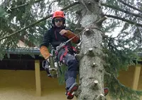 Service D’élagage