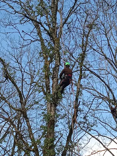Arborisphere Taille et Soins aux Arbres