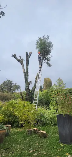 Élagueur R.michelet - Élagage Abattage Chambéry