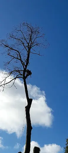 Arbre À Part