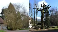 Élagueur de France