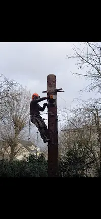 Élagage Reinhardt | Élagueur Val de Marne | Élagage Arbre 94