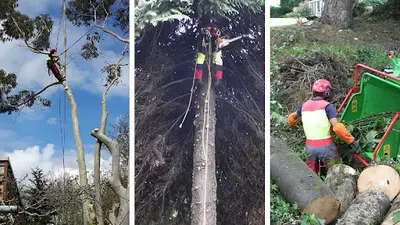l'Ours des Arbres Parcs & Jardins Élagage Abattage d'Arbres Entretien d'Espaces Verts