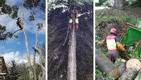 l'Ours des Arbres Parcs & Jardins Élagage Abattage d'Arbres Entretien d'Espaces Verts