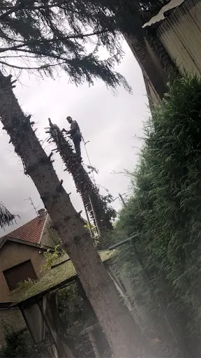 Ets Modeste Élagage Abattage Entretien des Espaces Verts