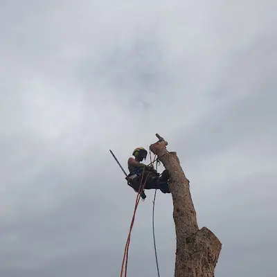 Arbres en Sim Sarl