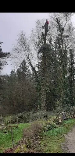Hrd Élaguer Paysagistes