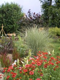 Souci de Jardin