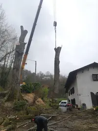Naturarbor