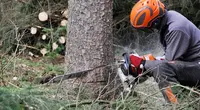 Artisan Duculty Elagueur Paysagiste Élagage Abattage d'Arbre Châteauneuf-sur-cher Saint-amand-de-montrond Bourges Cher 18