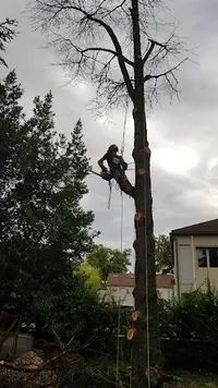 d'Anton Arbre Elagage