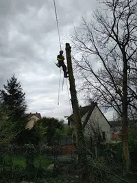 Le Bruit de Mon Arbre