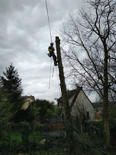 Le Bruit de Mon Arbre