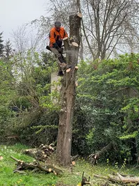 Weisse Roger : Abattage, Elagage d'Arbres, Taillage de Haies