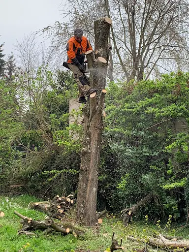 Weisse Roger : Abattage, Elagage d'Arbres, Taillage de Haies