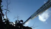 Victor Élagage Élagueur Jardinier Paysagiste Chessy 69