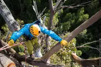 Arboriculture
