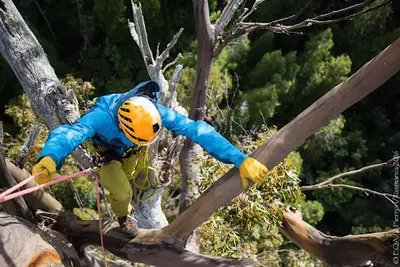 Arboriculture