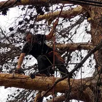 Robin des Bois Élagage
