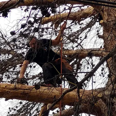 Robin des Bois Élagage