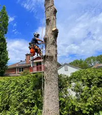l'Arbre Heureux