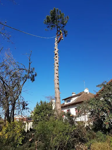 Mes-arbres.fr