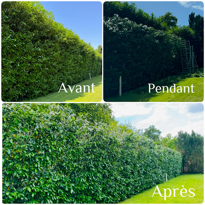Les Élagages Sauzaire & Fils