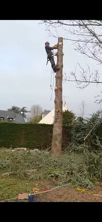 Mazards Élagage. Élagueur Professionnel