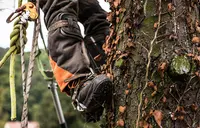 Expert Elagage et Paysagiste Colomiers