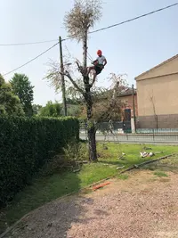 Jackel Elagueur 31