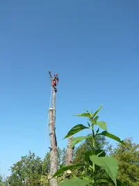 Scie Ça Te Branche - Taille Elagage Abattage d'Arbre