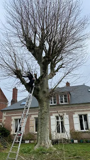 Entreprise Elagage Compiègne - les Mains Vertes