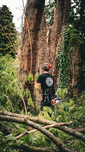 Natur O Grimpe - Entreprise Spécialisée Dans l'Élagage et l'Entretien des Espaces Verts.
