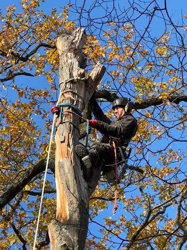 Arborijardin - Élagueur - Paysagiste - Abattage - Espace Vert