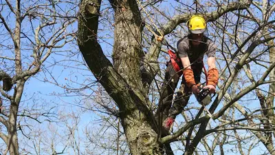 Clément Melet - Grimpeur Elagueur