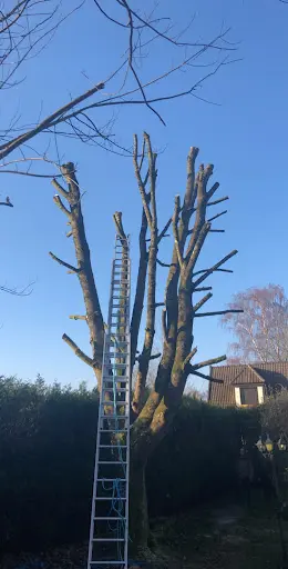 Élagage Abattage Seine et Marne - Mr Bottier