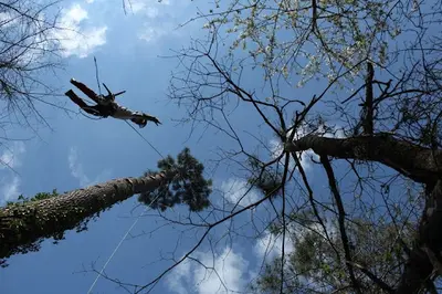 Arbres et Solutions