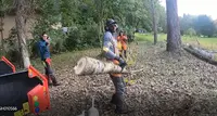 Fld Élagage
