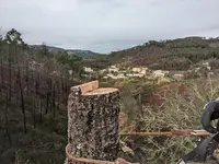 l'Arbre d'Auré