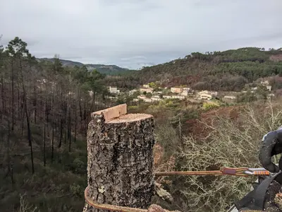 l'Arbre d'Auré