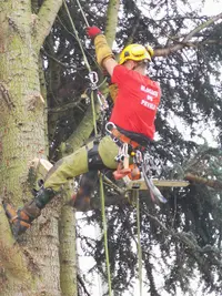Élagage du Pévèle
