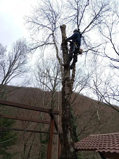 De Branches en Branches