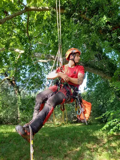 Treez Élagage
