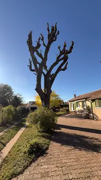 Élagage des Collines
