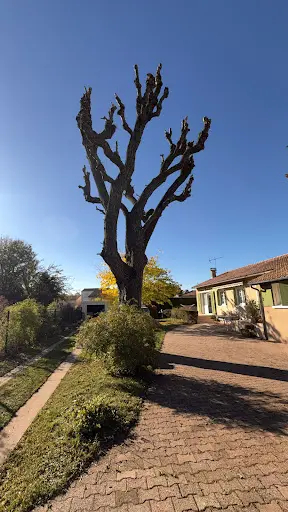 Élagage des Collines