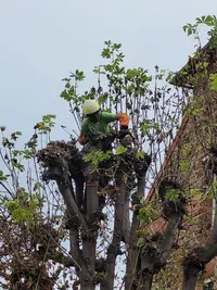 l'Essence de l'Arbre