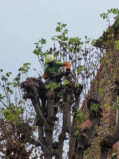 l'Essence de l'Arbre
