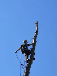 Arbres en Tete